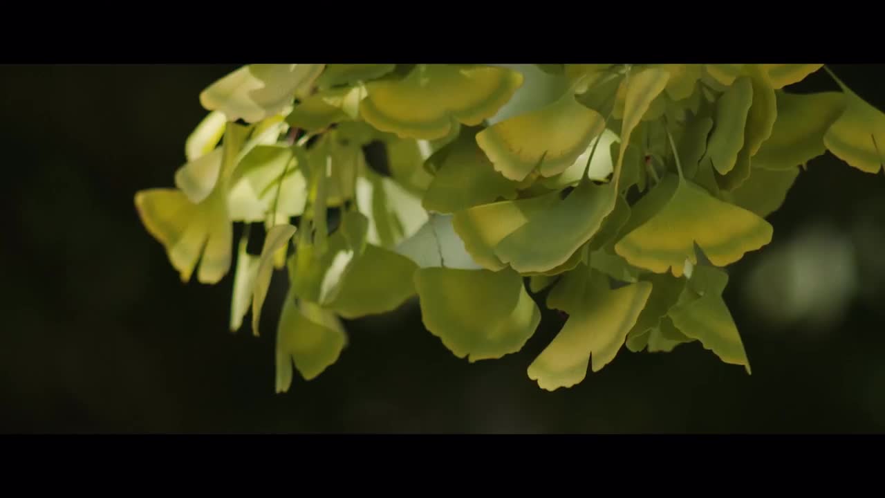 【入围赛DAY1】开幕宣传片