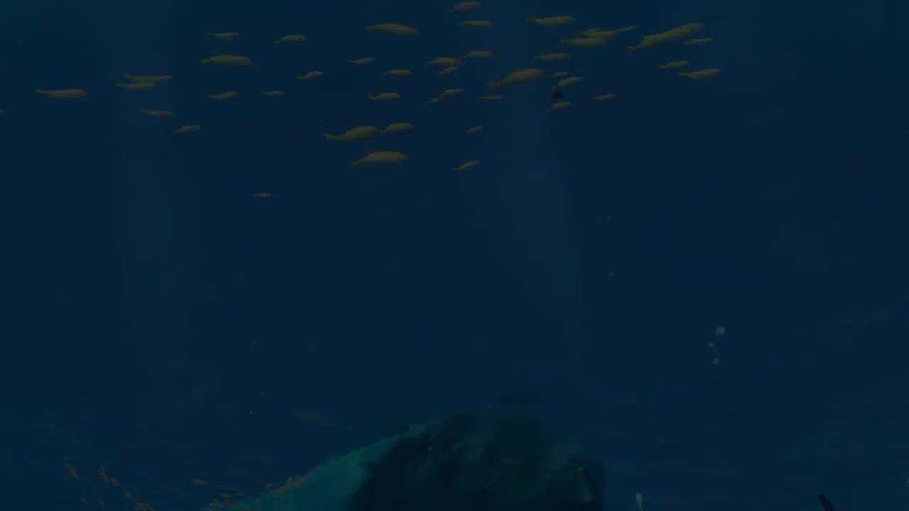 《原神》世界探索 鱼群