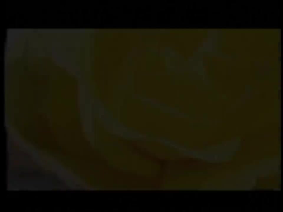 玫瑰玫瑰我爱你