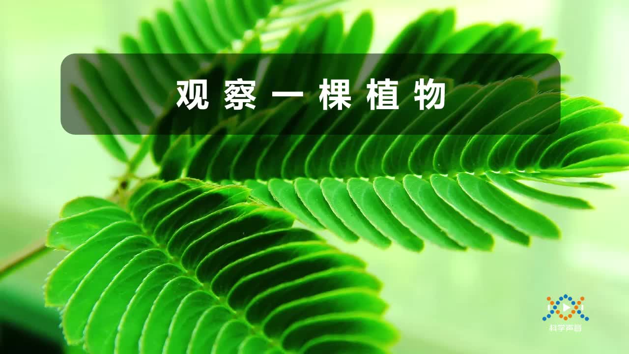 （02）2-1观察一棵植物