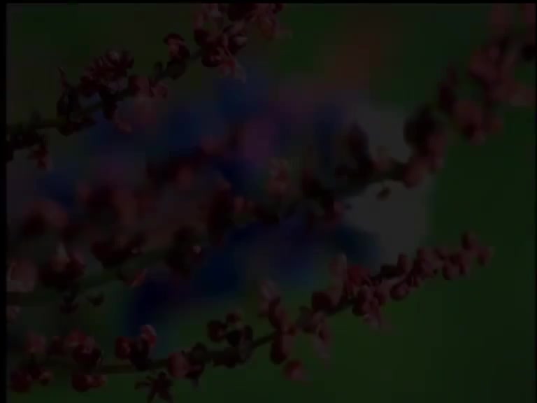 蝶儿蝶儿满天飞