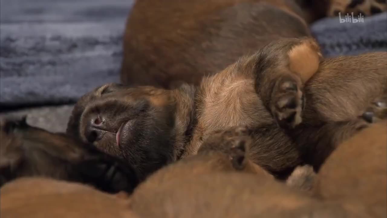 13_《萌宠成长记 第三季》第13集 超大型狗狗部队_高清 1080P