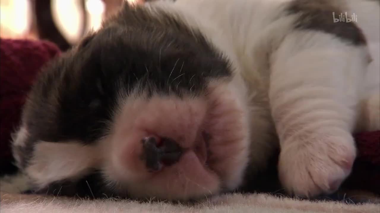 5_《萌宠成长记 第三季》第5集 小狗圆滚滚_高清 1080P