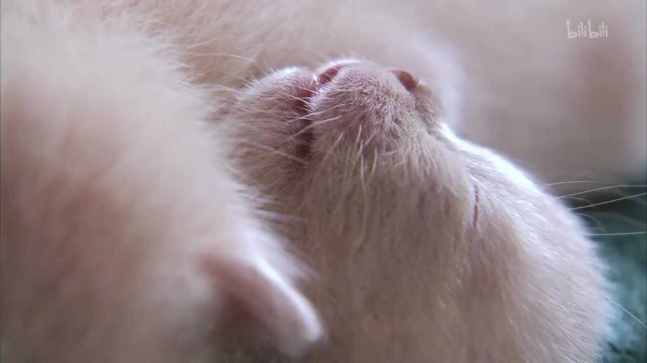 11_《萌宠成长记 第三季》第11集 小猫音乐家_高清 1080P