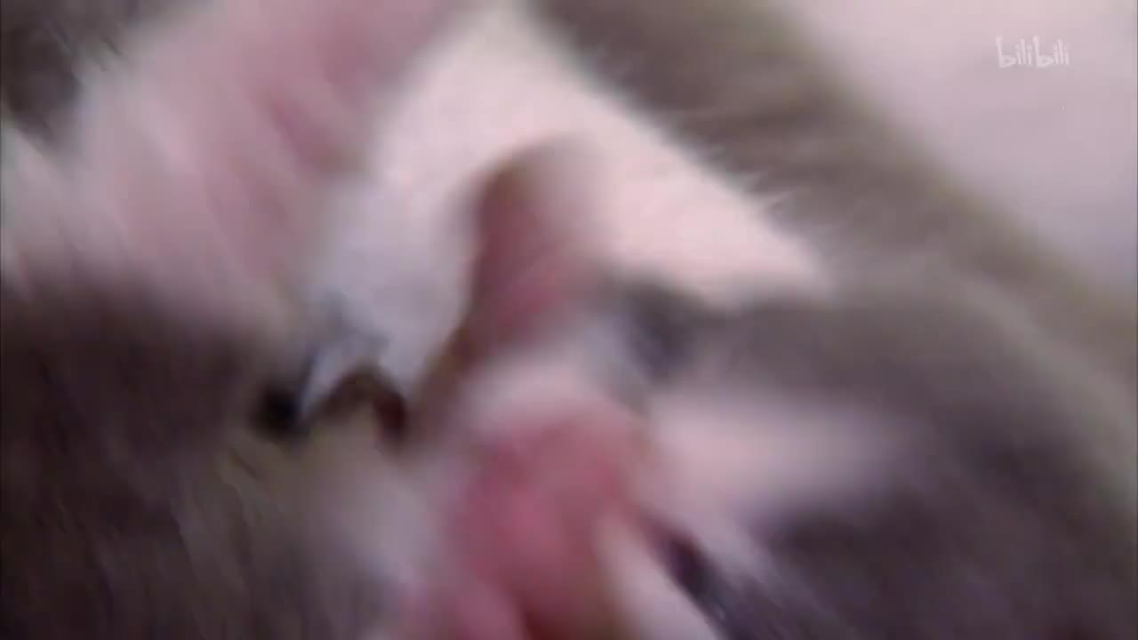 2_《萌宠成长记 第二季》第2集 玩具虎猫英短与褴褛猫_高清 1080P