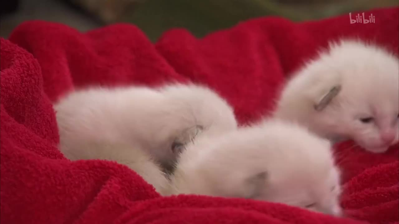 7_《萌宠成长记 第三季》第7集 小猫和小狗假日特辑_高清 1080P