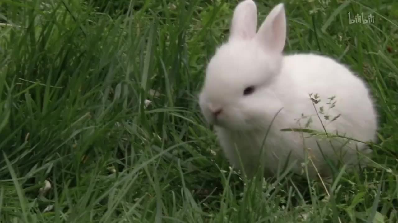 20_《萌宠成长记 第三季》第20集 最好的动物朋友 小狒狒 茶杯猪_高清 1080P