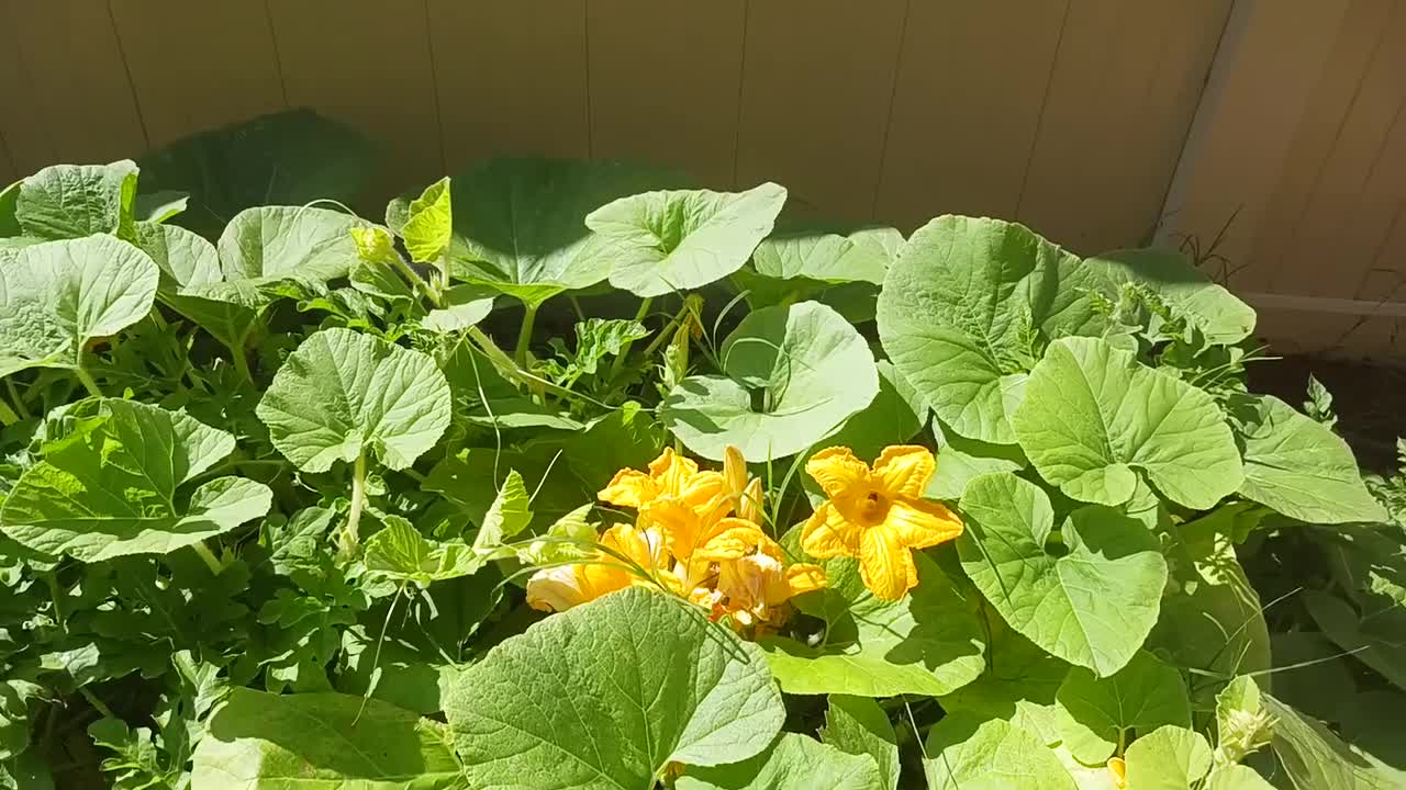 防撞a-bee-see-d-effigy