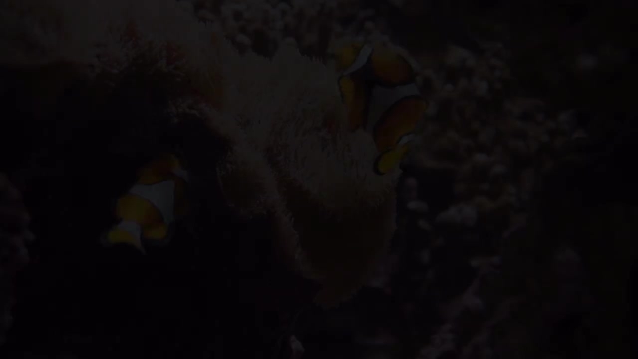 探索世界上最美丽鱼类的水下奇观