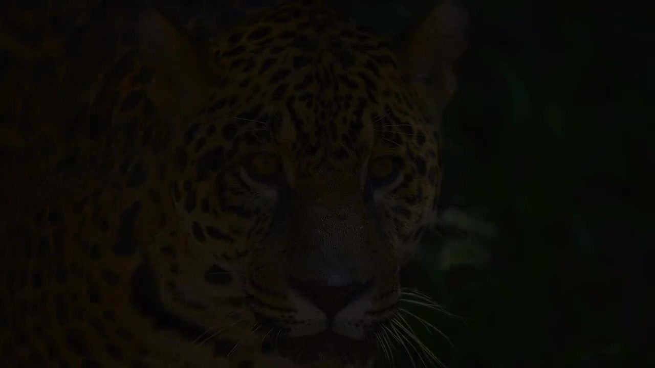 身临其境的动物王国纪录片