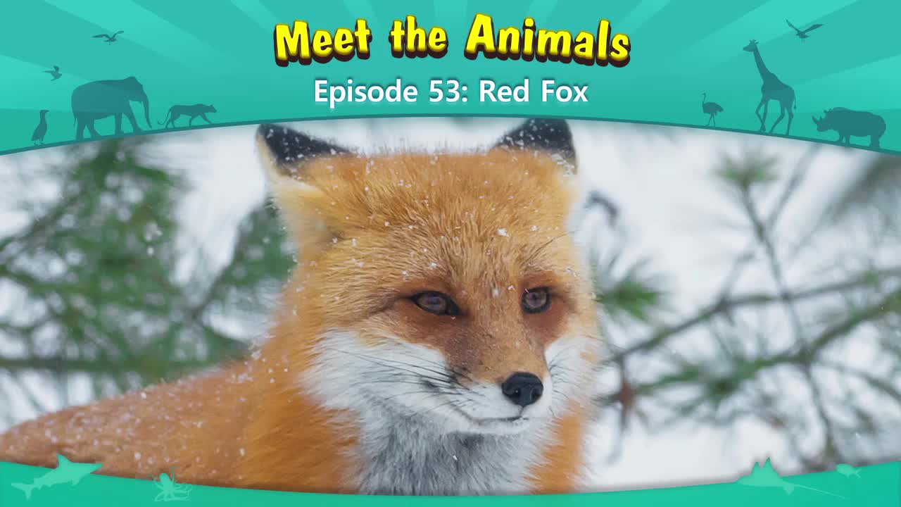 053.Meet the Animals 53-Red Fox.1080p