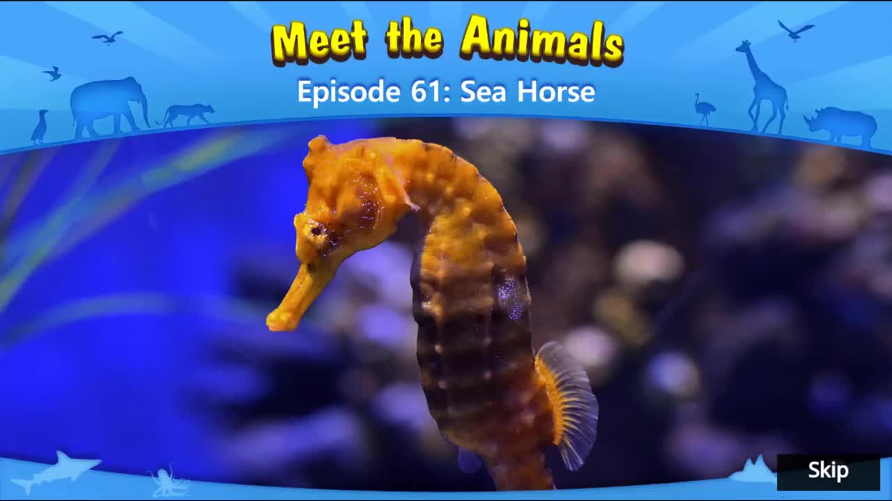 061.Meet the Animals 61-Sea Horse