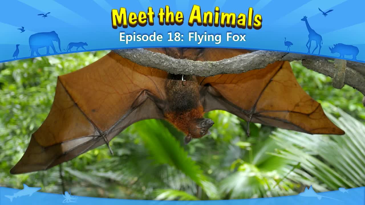 018_Meet the Animals 18_Flying Fox