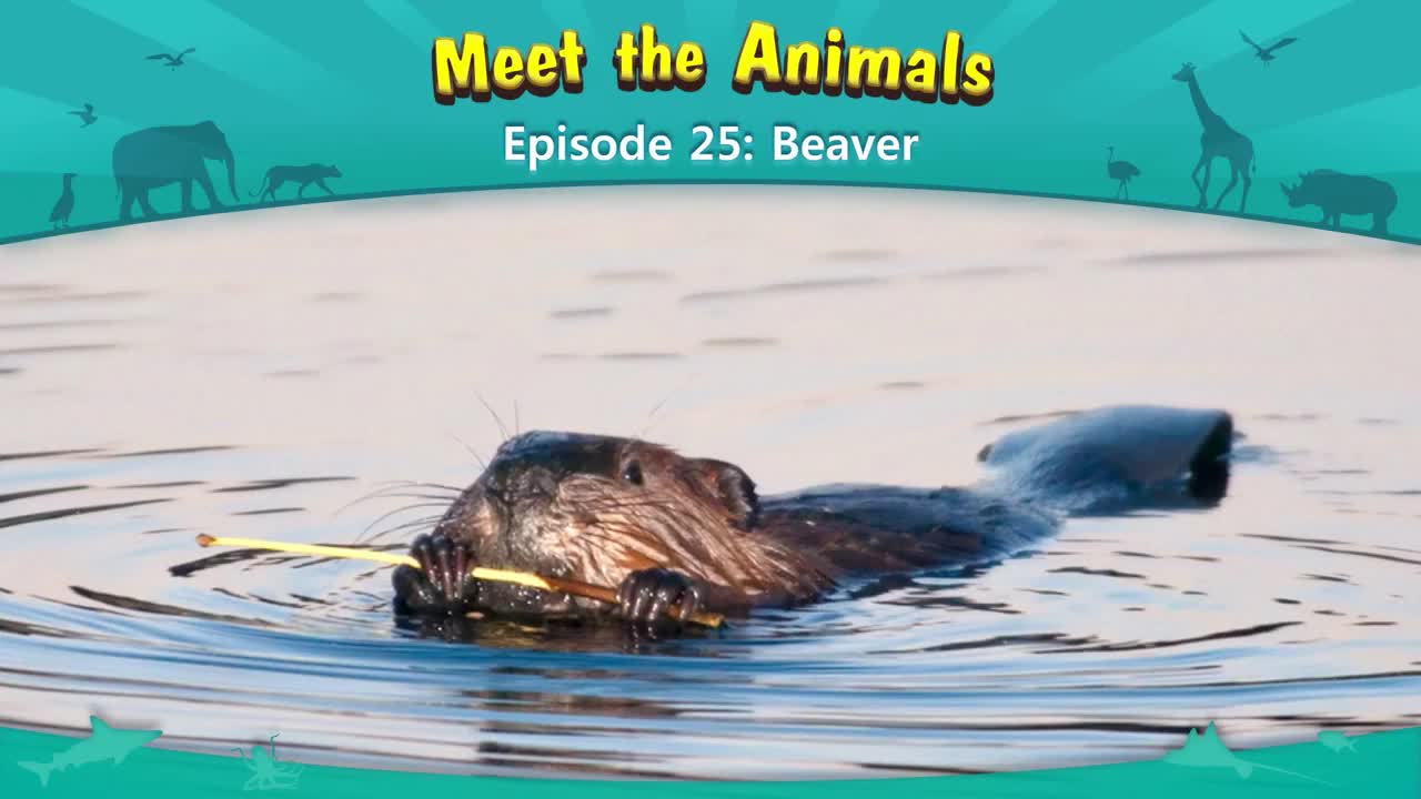 025_Meet the Animals 25_Beaver