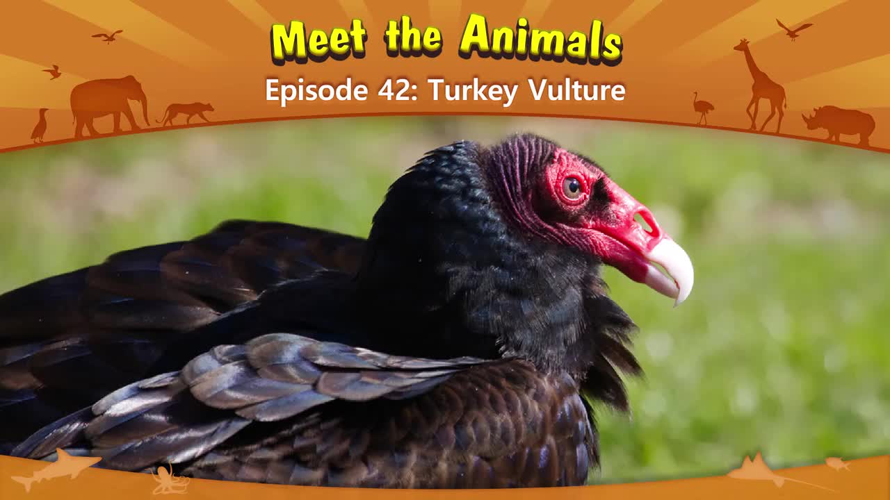 042.Meet the Animals 42-Turkey Vulture.1080p