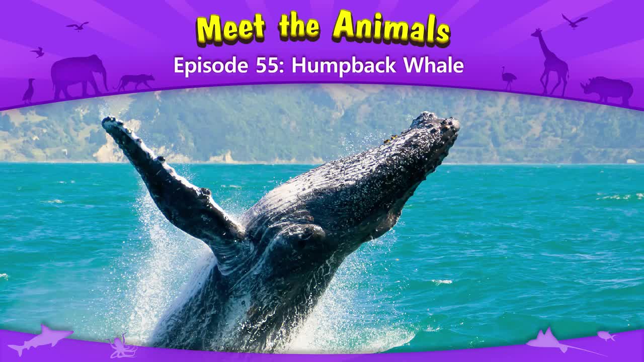 055.Meet the Animals 55-Humpback Whale.1080p