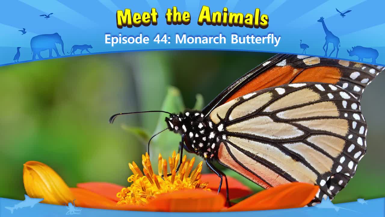 044.Meet the Animals 44-Monarch Butterfly.1080p
