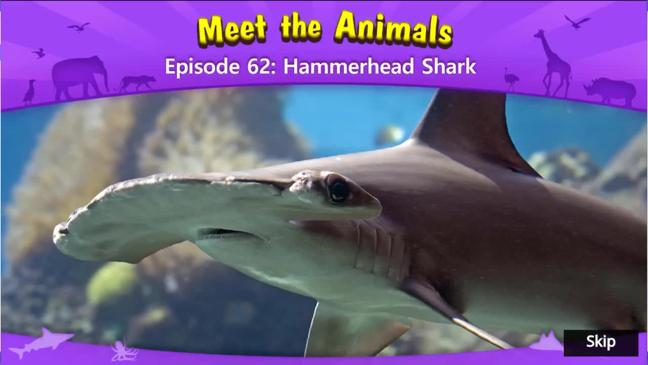062_Meet the Animals 62-Hammerhead Shark
