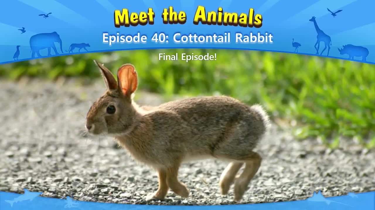 040_Meet the Animals 40_Cottontail Rabbit