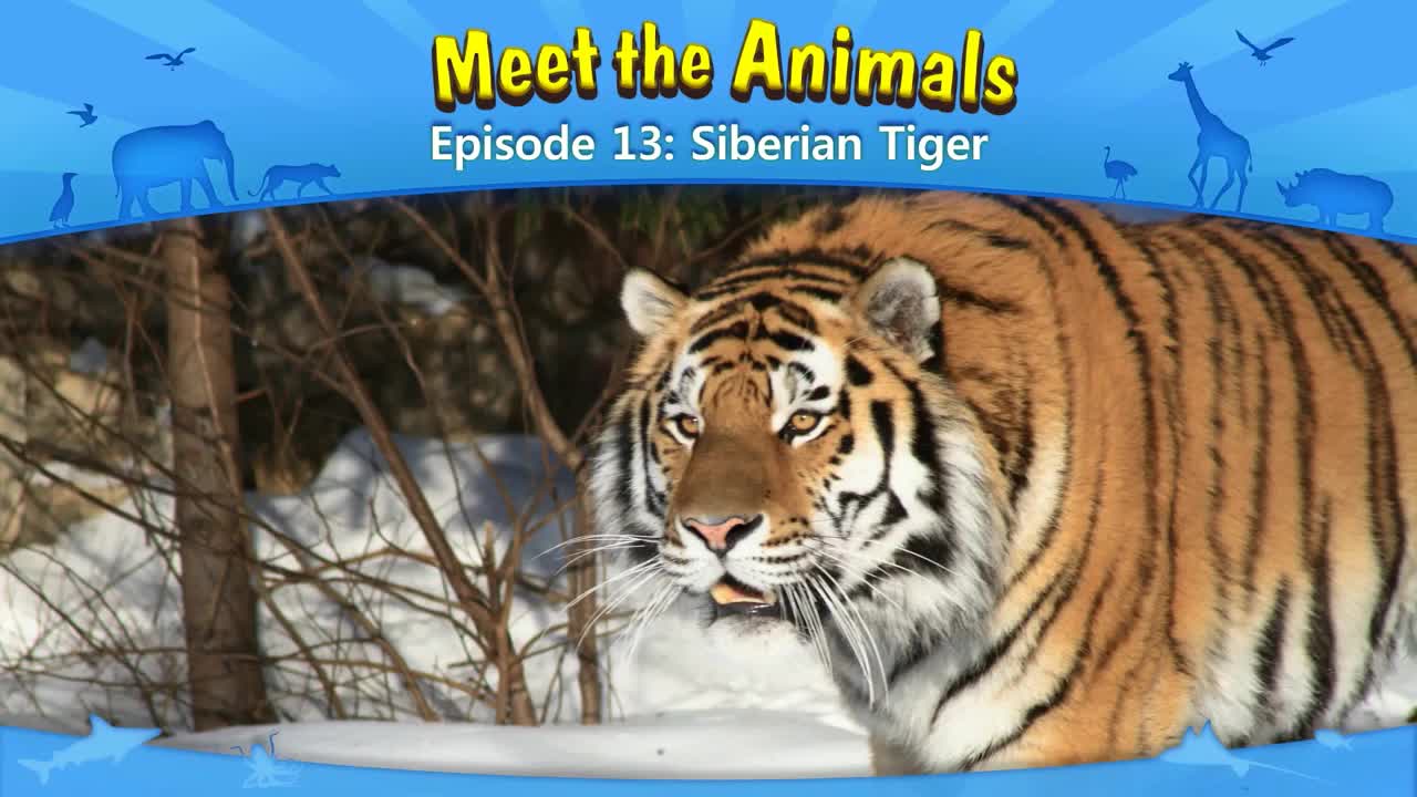 013_Meet the Animals 13_Siberian Tiger