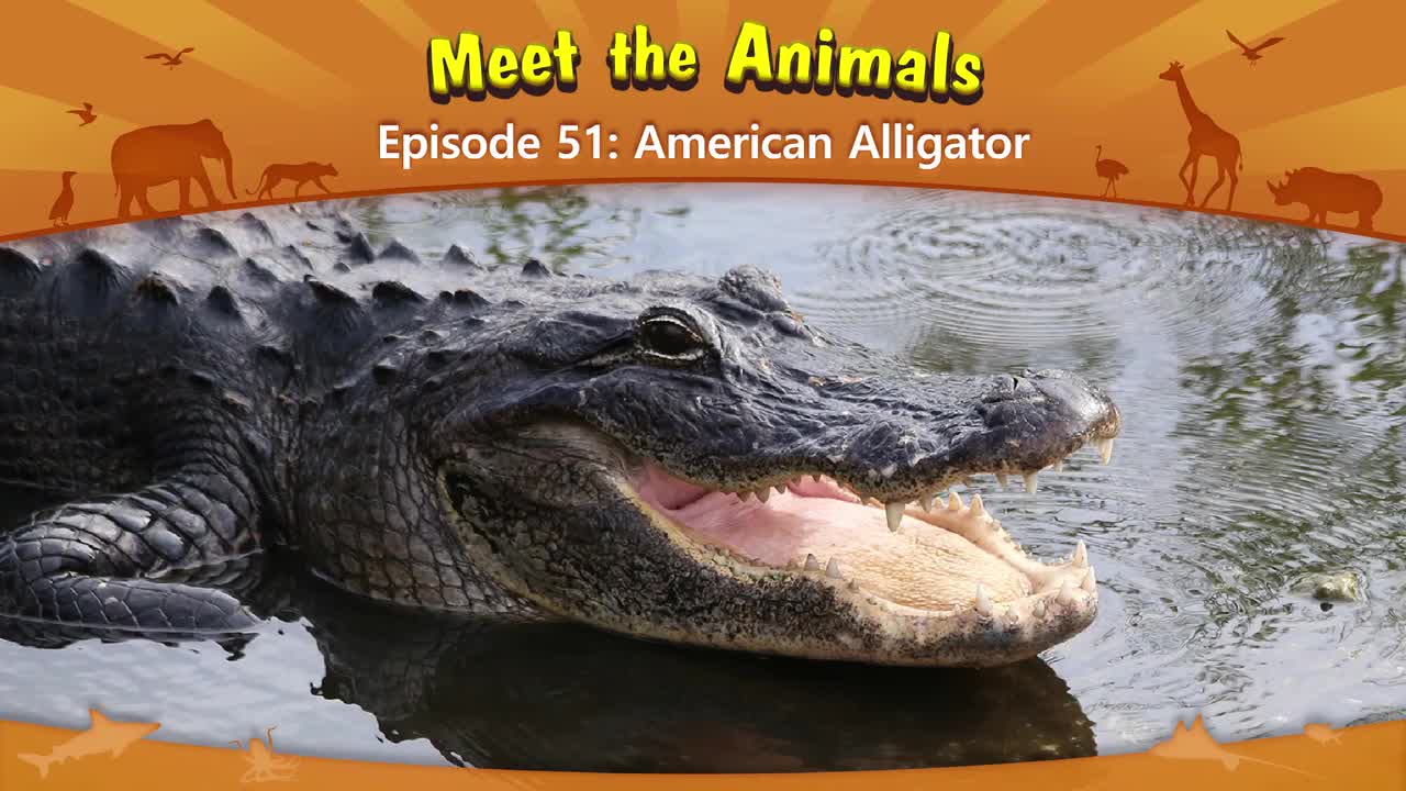 051.Meet the Animals 51-American Alligator.1080p