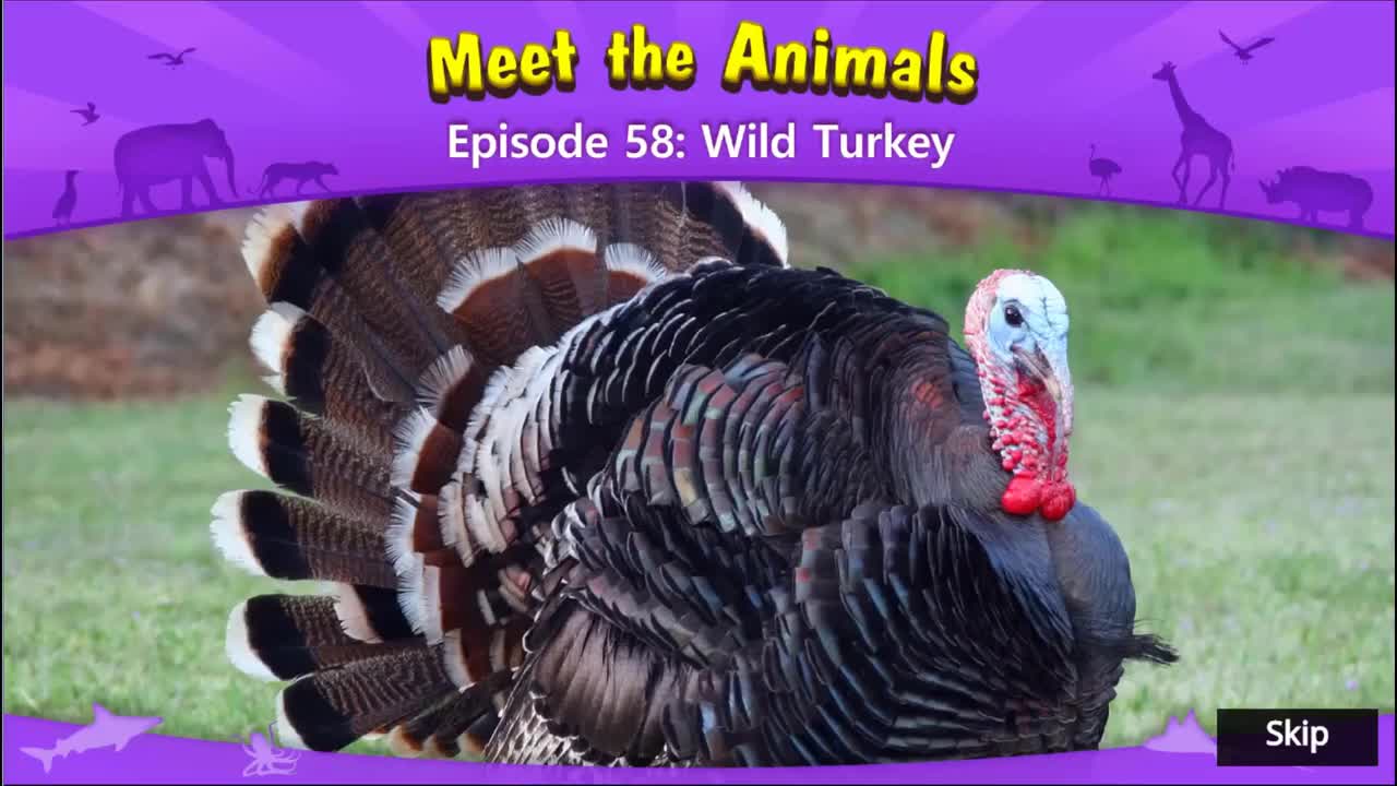058.Meet the Animals 58-Wild Turkey.1080p