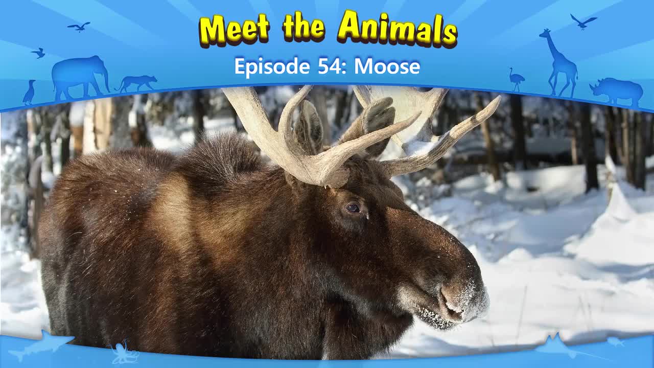 054.Meet the Animals 54-Moose.1080p