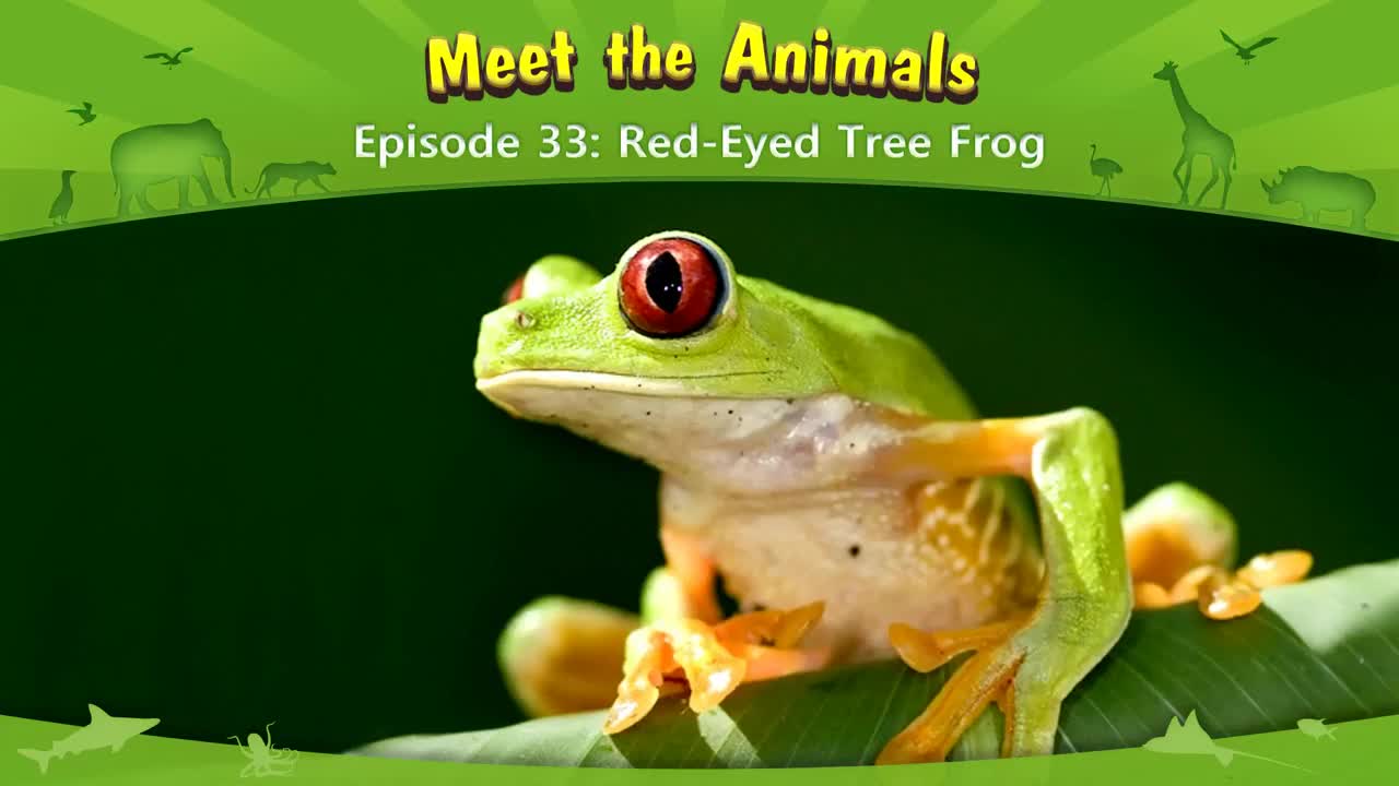 033_Meet the Animals 33_Red-Eyed Tree Frog