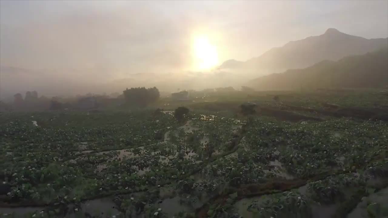 31、梯田上的莲花盛景