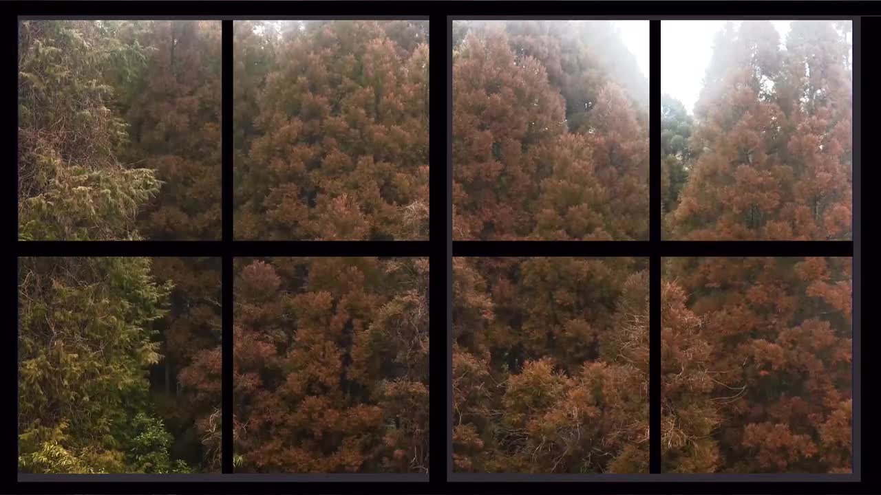 雨林窗景-Rainy Forest