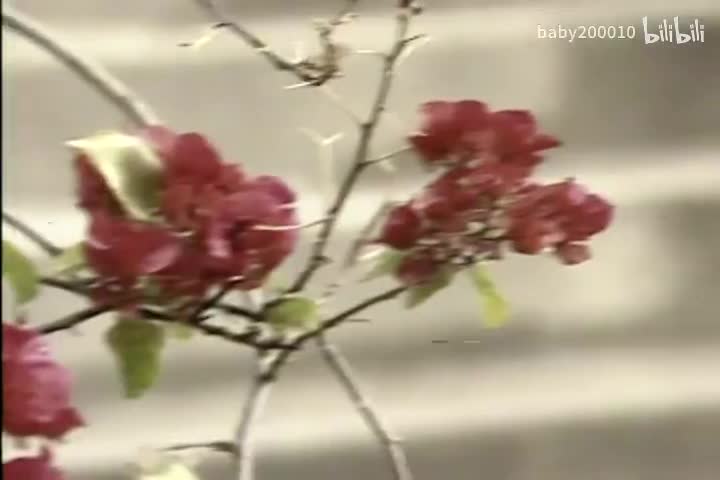 蔡立儿&刘锡明 - 迎春花【卡拉OK 伴奏】