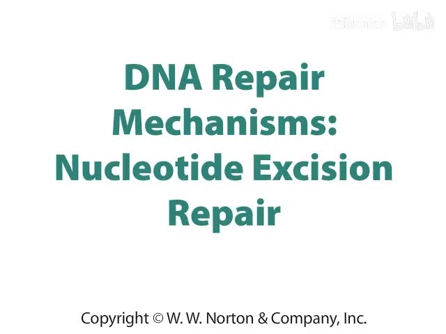 DNA Repair Mechanisms- Nucleotide Excision Repair