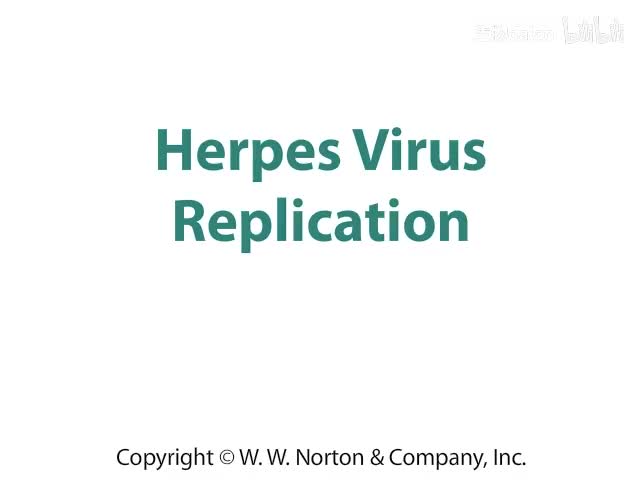 Herpes Virus Replication