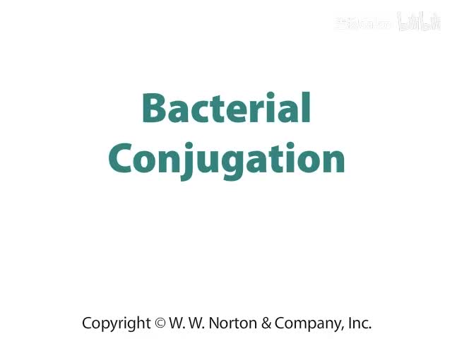 Bacterial Conjugation