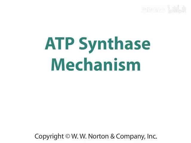 ATP Synthase Mechanism