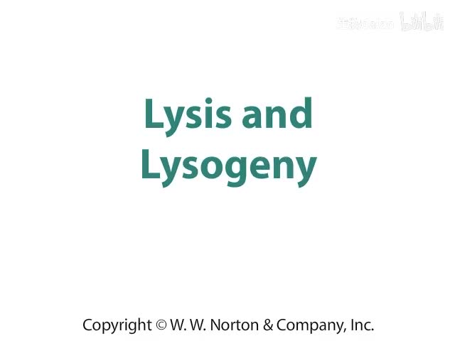 Lysis and Lysogeny