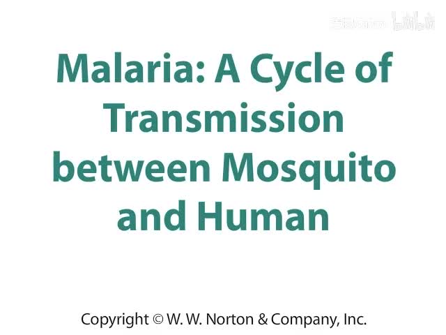 Malaria- A Cycle of Transmission between Mosquito and Human