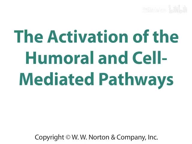 The Activation of the Humoral and Cell-Mediated Pathways