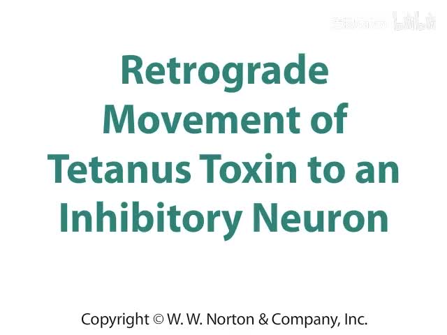 Retrograde Movement of Tetanus Toxin to an Inhibitory Neuron
