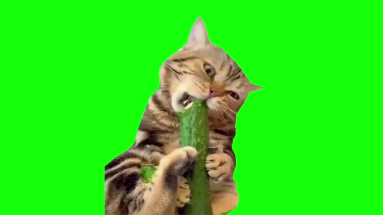 啃黄瓜猫（有声）