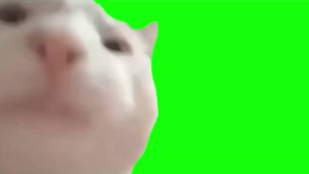 点头白猫（无声）