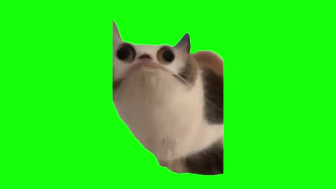 扁头猫怪叫（有声）