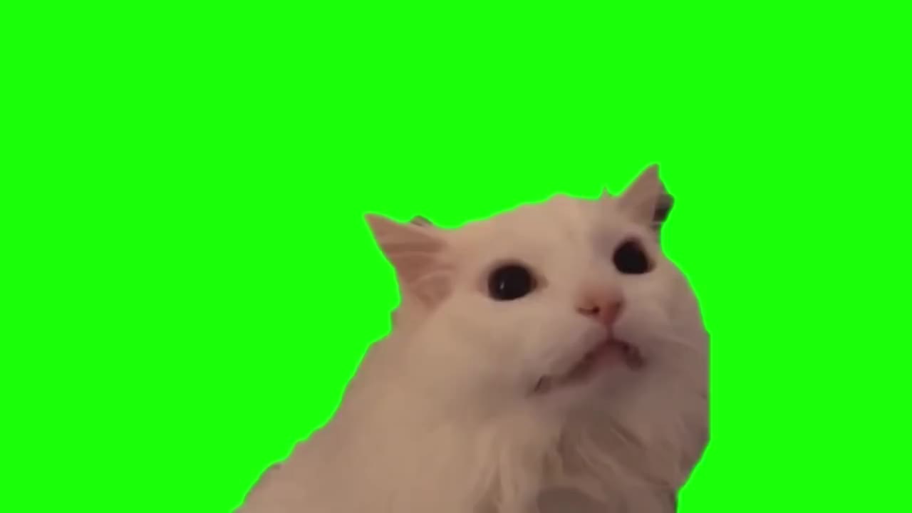 仰头怒吼白猫（有声）