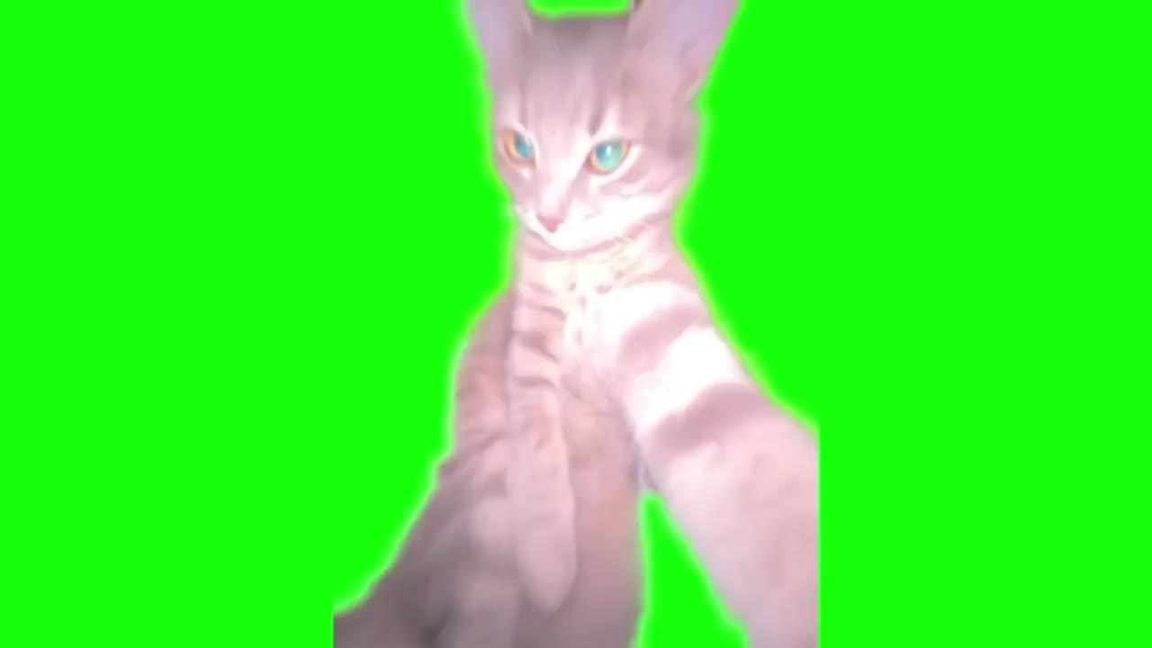 自拍猫猫（有声）