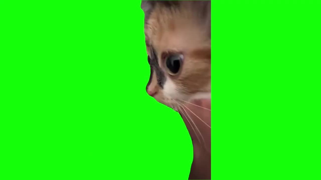 半脸小猫（有声）