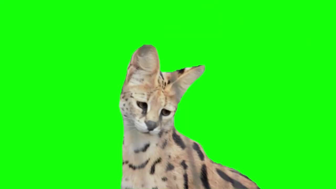 忧伤的薮猫（有声）