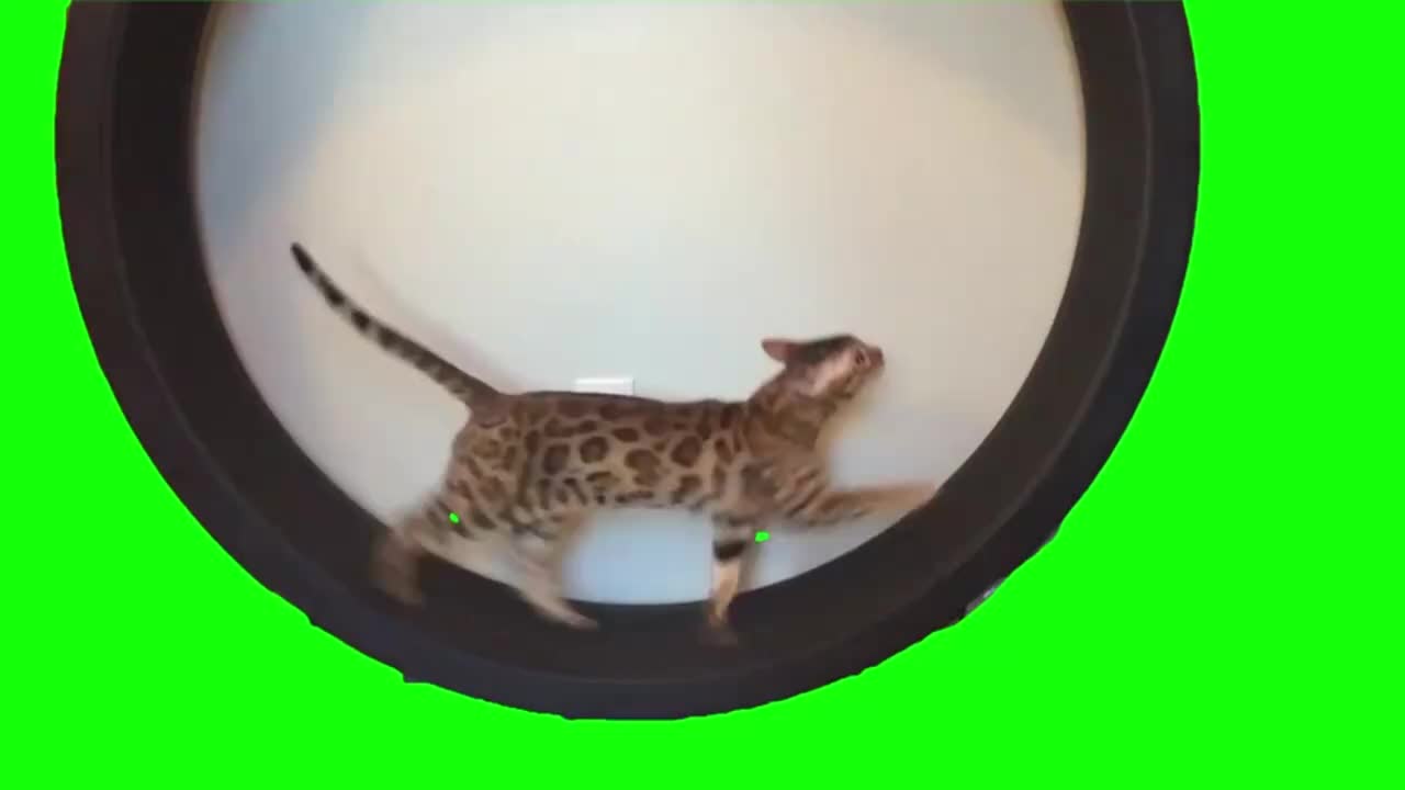 车轮滚滚猫（有声）