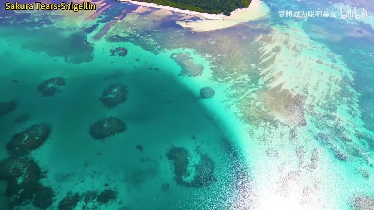 12.Sakura Tears-Snigellin