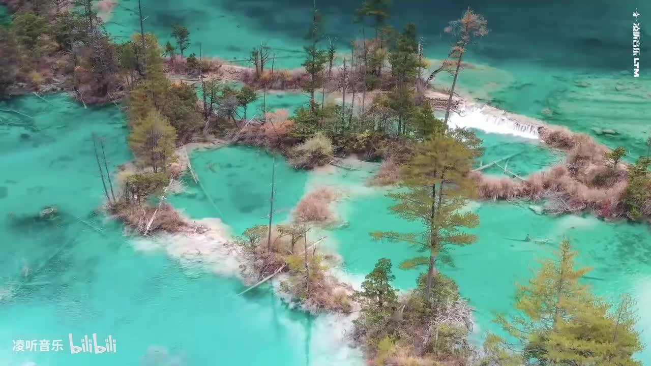 18陈悦 - 月光下的凤尾竹