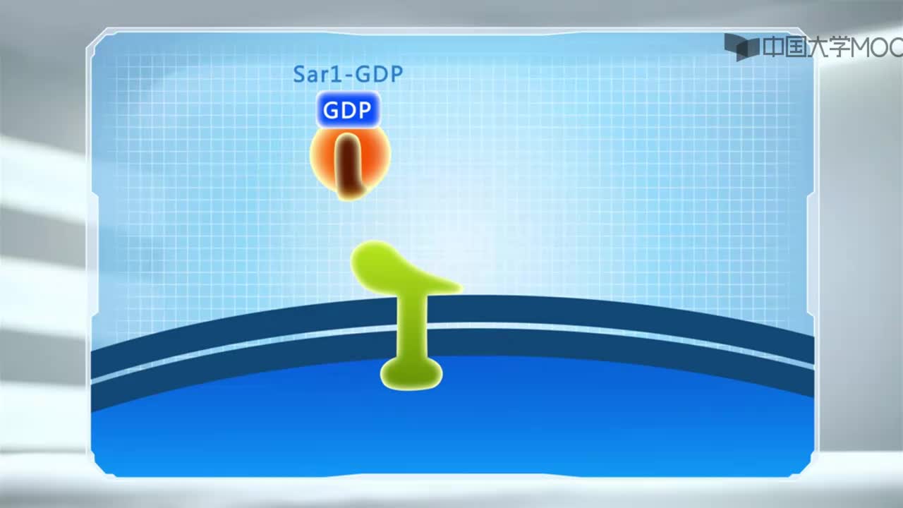 图 6-10 Sar1蛋白在COP II包被膜泡装配与去装配中作用模型